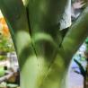 Buy cheap Custom Height Artificial Bottle Palm Tree Outdoor Landscpae Rainforest Theme Park Faux Plant from wholesalers