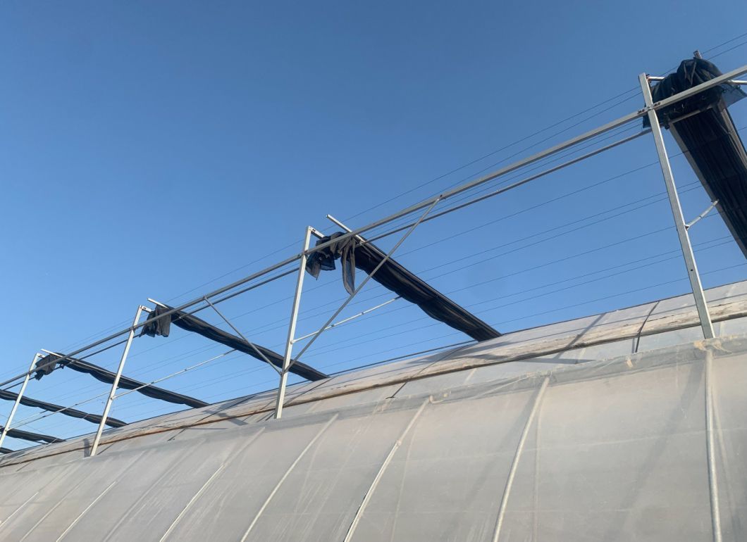 Commercial Cucumber Cultivation Sunlight Greenhouse Solution