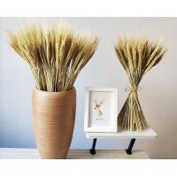 Buy cheap OEM Tall Stems Harvest 70cm Dried Wheat Dried Flower Bunches product