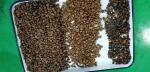 8 Chutes Lentil Color Sorter For Lentil Red Green Yellow Colored