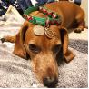 Buy cheap 1" Polyester Dog Collar Custom Heavy Duty Woven Elastic Christmas Dog Collar Xl Xs Xxl from wholesalers