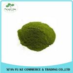 High Quality Green barley grass juice powder