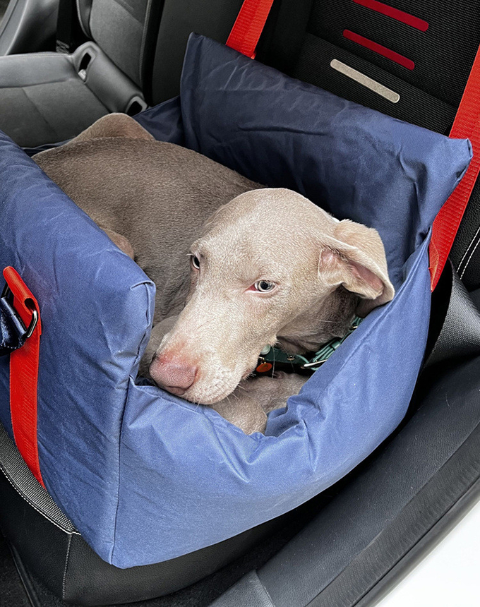 Waterproof Car Seat Kennel For Outdoor Use Portable Removable Pet Pad For Small And Medium Sized