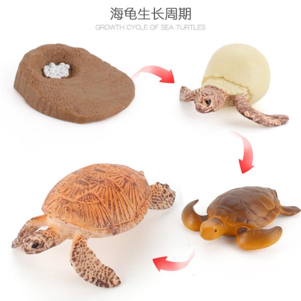 Buy cheap Yellow Sea Turtle Life Cycle Figure Model Toy For Boys Girls Kids from wholesalers