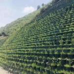 White Plastic HDPE Geocell for Slope Protection and Stable Parking Lot Load
