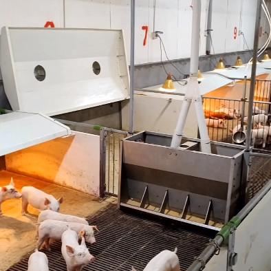Buy cheap Hot Galvanized Steel Fence Weaning PVC Cage For Pig Farming from wholesalers