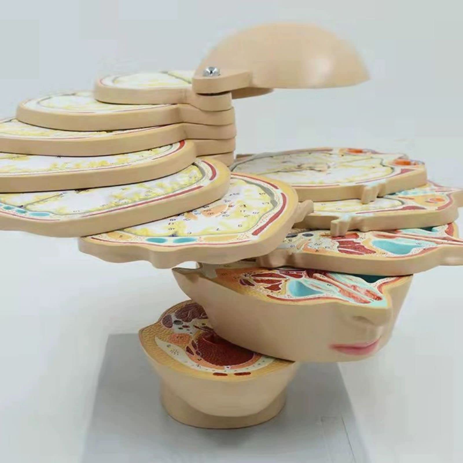 horizontal section of brain nerve function medical brain tomography 12-slice head anatomical model