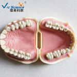 PVC Study Models In Dentistry Without Articulator VIC-A5-01 Copy Soft Gum 28pcs