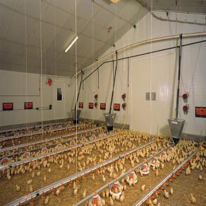 Wholesale Fully Automated Modular Steel Structure Poultry House Fireproof Prefab Farm Buildings from china suppliers