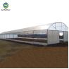 Buy cheap 0.20mm Cucumber Plant Pe Film Single Tunnel Greenhouse from wholesalers