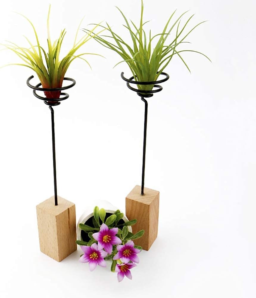 Real Wood Base Air Plant Holder. Small Terrarium for Living Room &AND Hallway Decor Office Desktop Decoration