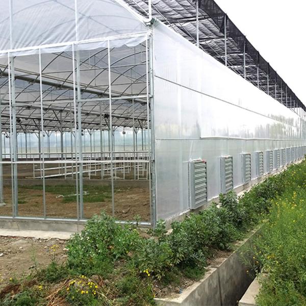 Buy cheap Automatic Multi Span Plastic Film Greenhouse Agricultural Commercial Industrial from wholesalers