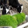 Buy cheap 110V To 400V SS304 Garden Hydroponic Fodder System 100kg Per Day from wholesalers