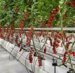 JX-H0062 Customizable Size Hydroponic Cucumber Farming Greenhouse for Growing