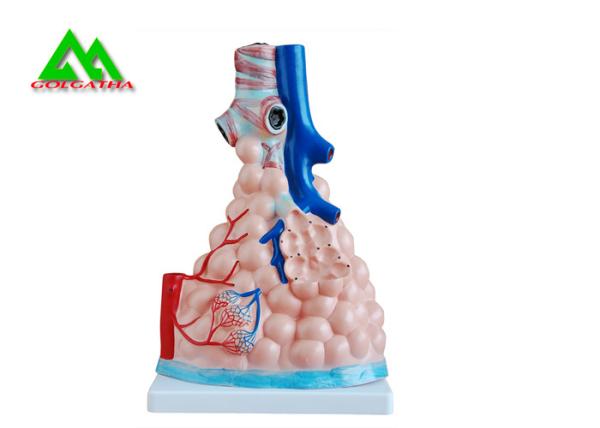 Buy cheap Professional Medical Teaching Models Human 3D Lung Model Natural Size from wholesalers