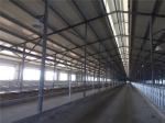 Prefabricated Insulation Steel Structure Cowshed With Sandwich Panel