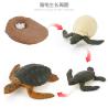Buy cheap Green Sea Turtle Life Cycle Figure Model Toy For Boys Girls Kids from wholesalers