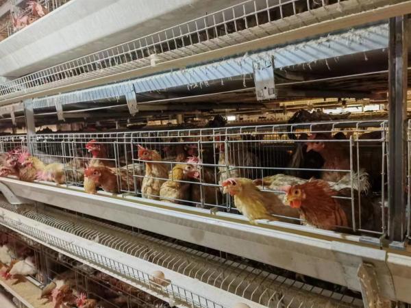 Buy cheap Hot Galvanized Poultry Farm Laying Hens Equipment System Automatic Battery Layer Chicken Cage from wholesalers