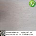 Maple plywood