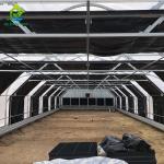 Glass Cover Blackout Multi Span Greenhouse Gutter Connect Strawberry Plant