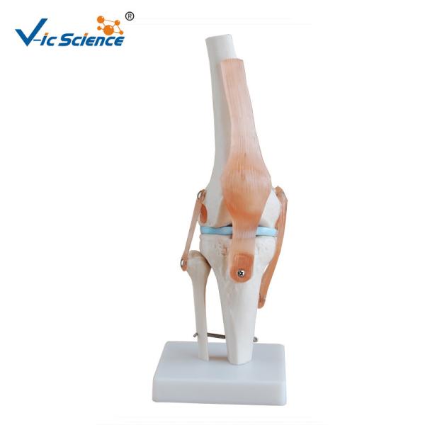 Buy cheap Medical Anatomical Ligament Plastic Knee Joint Anatomy Skeleton Model Of Articulation from wholesalers