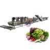 Buy cheap Salad Production Line Fruit And Vegetable Processing Washing Cutting Line from wholesalers