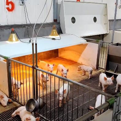 Buy cheap PVC Fence Livestock Farm Equipment Piglets Nursery Cage from wholesalers