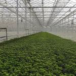 Large Glass Greenhouse Shelter for Sustainable Growth US 20/Square Meter Large