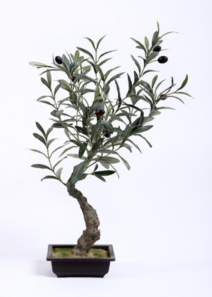 Buy cheap Traditional Olive Tree Bonsai Botanical Mix With Square Plastic Flowerpot from wholesalers