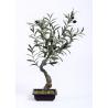 Buy cheap Traditional Olive Tree Bonsai Botanical Mix With Square Plastic Flowerpot from wholesalers