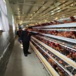 380V 3phase Farm Layer Chicken Cage For Laying Hens SGS Approval