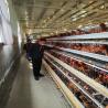 Buy cheap 380V 3phase Farm Layer Chicken Cage For Laying Hens SGS Approval from wholesalers