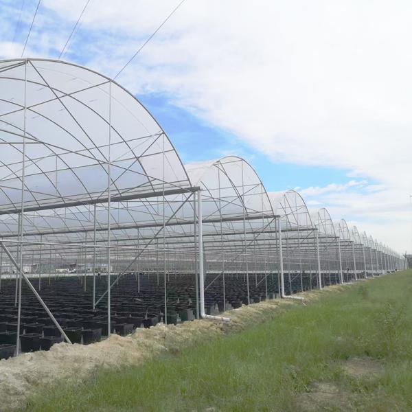 UV Resistant 30x10m Plastic Film Greenhouse for Tomato and Vegetable with Film