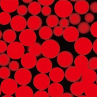 Buy cheap 1000 mL NHS Activated Magnetic Beads 30 - 150 μm, 20% Volume Ratio from wholesalers