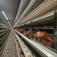 Buy cheap ISO9001 Automatic Poultry Layer Cage System 50000-200000 Birds product