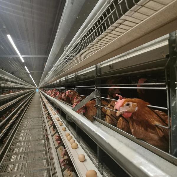 Buy cheap ISO9001 Automatic Poultry Layer Cage System 50000-200000 Birds from wholesalers