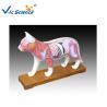 Buy cheap 66x64x35cm Animal Acupuncture Model from wholesalers