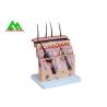 Buy cheap Customized Handheld Skin Section Embryology Models For Facilitate Teaching from wholesalers