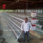 Cold Galvanized Poultry Battery Cage System 40 doors Egg Laying Chicken Cage