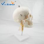 Medical Science Anatomical Skeleton Model Skull With Cervical Spine VIC-135