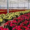 Buy cheap Glass Greenhouse for Hydroponic Vegetable Cultivation Package Gross Weight 80.000kg from wholesalers