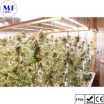 LED Plant Grow Light 5years Warranty IP65 Waterproof 250W 500W 750W 1000W Full