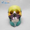 Buy cheap Professional Colored Human Skull Anatomy Skull Bones Anatomy 3d VIC-104C from wholesalers