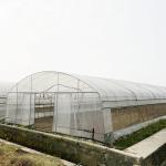 6x15m Tunnel Greenhouse For Vegetable Cultivation With Easy Installation