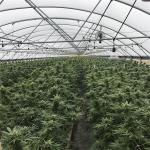 Plastic Film Automated Led Grow Light Deprivation Greenhouse For Indoor Medical