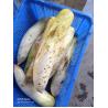 Buy cheap Big Root Vegetable Daikon Radish Mooli Skin Knife Peeling Machine 0.75kw from wholesalers