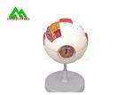 Medical 3D Anatomical Eye Model , Human Eyeball Anatomy Model