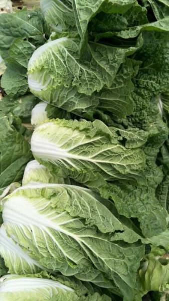 Buy cheap Eco Friendly Organic Chinese Cabbage For Restaurant No Pesticide from wholesalers
