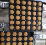OBAKING Automatic cake production lines ,muffin depositor, cake production line