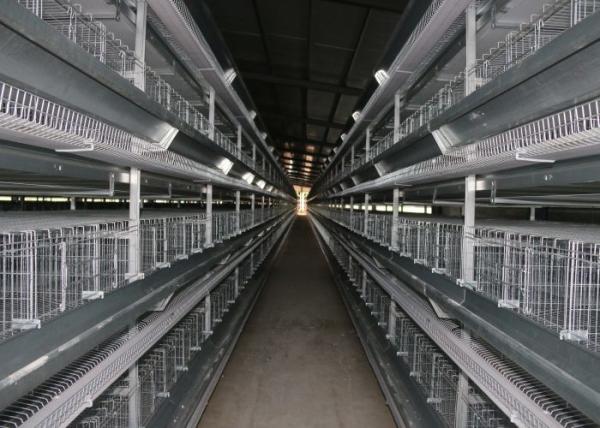 Buy cheap Wire Design Chicken Poultry Cage , Chick Rearing Cage Less Than 0.05% Egg Broken Rate from wholesalers